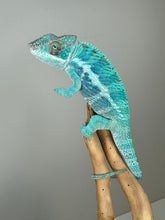 Load image into Gallery viewer, AMBANJA Panther Chameleon: (E21)
