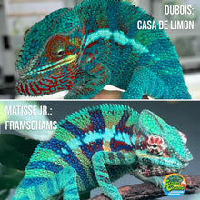 Load image into Gallery viewer, Ambiolbe FEMALE Panther Chameleon: (S1)