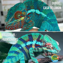Load image into Gallery viewer, AMBANJA FEMALE Panther Chameleon: Dubois x Ellie (S3)