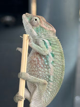 Load image into Gallery viewer, AMBILOBE Panther Chameleon male:(E31)