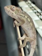 Load image into Gallery viewer, AMBILOBE male: Starburst x Margaret (R3)