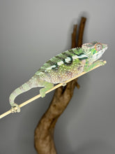 Load image into Gallery viewer, SAMBAVA Panther Chameleon male: (E10)
