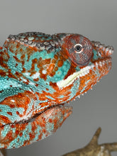 Load image into Gallery viewer, AMBILOBE Panther Chameleon: (K1)