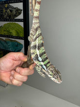 Load image into Gallery viewer, AMBILOBE Panther Chameleon: (E22)