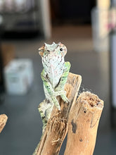 Load image into Gallery viewer, Ambilobe male: Sam x Georgia (R3)