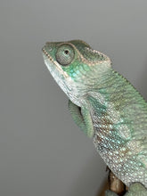 Load image into Gallery viewer, AMBILOBE Panther Chameleon: (E7)