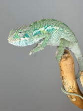 Load image into Gallery viewer, Ambilobe Male Panther Chameleon: Flash x Opal (E19)