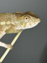 Load image into Gallery viewer, AMBILOBE FEMALE - Flash x Opal πΊ (S4)