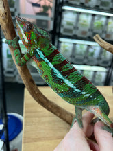 Load image into Gallery viewer, Ambilobe Panther Chameleon Riot/JJ/Bolt J7