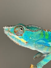 Load image into Gallery viewer, Ambilobe Panther Chameleon (E20)