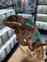 Load image into Gallery viewer, Ambilobe male: JIMMY WALKER