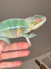 Load image into Gallery viewer, AMBILOBE Panther Chameleon male:(E23)