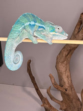 Load image into Gallery viewer, AMBANJA Panther Chameleon: (E9)
