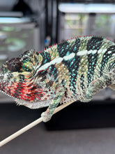 Load image into Gallery viewer, AMBILOBE male: WC Hawkeye x Nugget (I5)