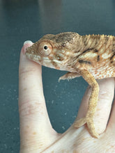 Load image into Gallery viewer, NOSY BE FEMALE Panther Chameleon: 🚺 (S11)