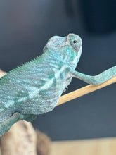 Load image into Gallery viewer, AMBILOBE Panther Chameleon: Frank x Sandy (Q8)