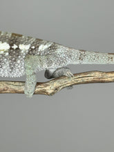 Load image into Gallery viewer, SAMBAVA Panther Chameleon: (E5)