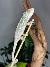 Load image into Gallery viewer, AMBILOBE male panther chameleon: Flash x Opal (R3)