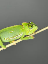 Load image into Gallery viewer, MALE Veiled Chameleons