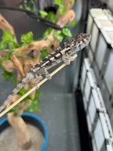 Load image into Gallery viewer, SAMBAVA Panther Chameleon: Marley x Mabel (R7)