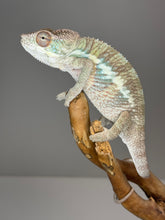Load image into Gallery viewer, AMBILOBE Male Panther Chameleon: (E32)
