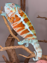 Load image into Gallery viewer, AMBANJA Panther Chameleon: (J7)