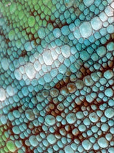 Load image into Gallery viewer, AMBILOBE Panther Chameleon male:(E23)