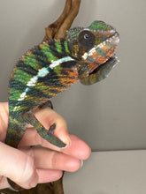 Load image into Gallery viewer, AMBILOBE Panther Chameleon: (E16)
