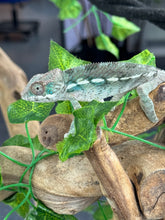 Load image into Gallery viewer, AMBILOBE Panther Chameleon: Frank x Sandy (I8)
