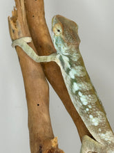 Load image into Gallery viewer, NOSY BE FEMALE Panther Chameleon: šŗ (S7)