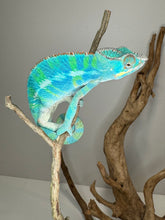 Load image into Gallery viewer, Ambilobe Panther Chameleon (E20)