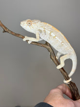 Load image into Gallery viewer, AMBILOBE FEMALE Panther Chameleon: 🚺 (E18)