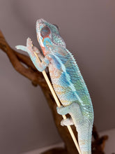 Load image into Gallery viewer, AMBILOBE Male Panther Chameleon: (E33)