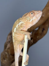 Load image into Gallery viewer, Ambilobe FEMALE: Magnus x Skittles 🚺 (R10)