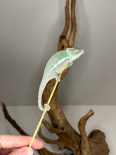 Load image into Gallery viewer, Sambava Male: Marley x Mabel (E3)