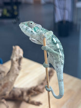 Load image into Gallery viewer, AMBILOBE Panther Chameleon: Frank x Sandy (Q6)