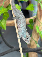 Load image into Gallery viewer, AMBANJA Panther Chameleon: Blue Inferno x Tango (E9)