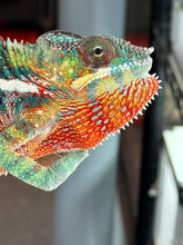 Load image into Gallery viewer, AMBILOBE male: WC Hawkeye x Nugget (J12)