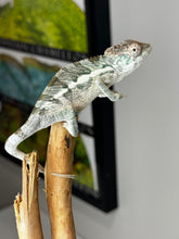 Load image into Gallery viewer, SURPRISE male: (R11)