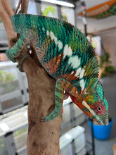 Load image into Gallery viewer, AMBILOBE male: Riot/JJ/Bolt (J5)