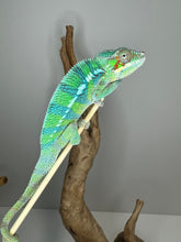 Load image into Gallery viewer, AMBILOBE Male Panther Chameleon: (E18)