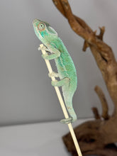 Load image into Gallery viewer, AMBILOBE Panther Chameleon: (E7)