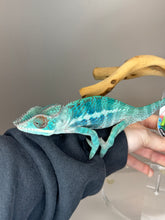 Load image into Gallery viewer, AMBANJA Panther Chameleon: (E21)