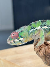 Load image into Gallery viewer, AMBILOBE male: Sam x Amie (R19)