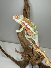 Load image into Gallery viewer, AMBILOBE Panther Chameleon: (E31)