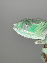 Load image into Gallery viewer, AMBILOBE Panther Chameleon: (E4)