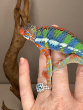 Load image into Gallery viewer, AMBILOBE Panther Chameleon: (J1)