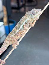 Load image into Gallery viewer, AMBANJA/NOSY FALY male (R6)