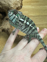 Load image into Gallery viewer, ANKILOBE Panther Chameleon: Ankify x Ambilobe (Q4)