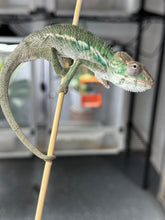 Load image into Gallery viewer, Ambilobe male panther chameleon: Flash x Opal (S3)